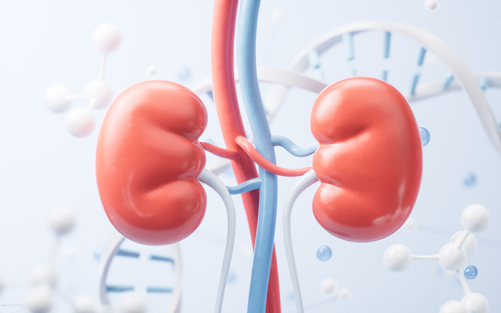 Importance Of Regular Kidney Function Tests